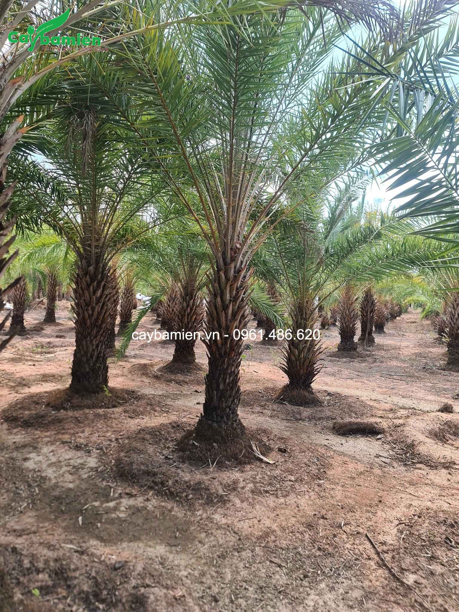 Vườn chà là đa dạng kích thước