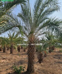 Chà là cảnh Ấn Độ