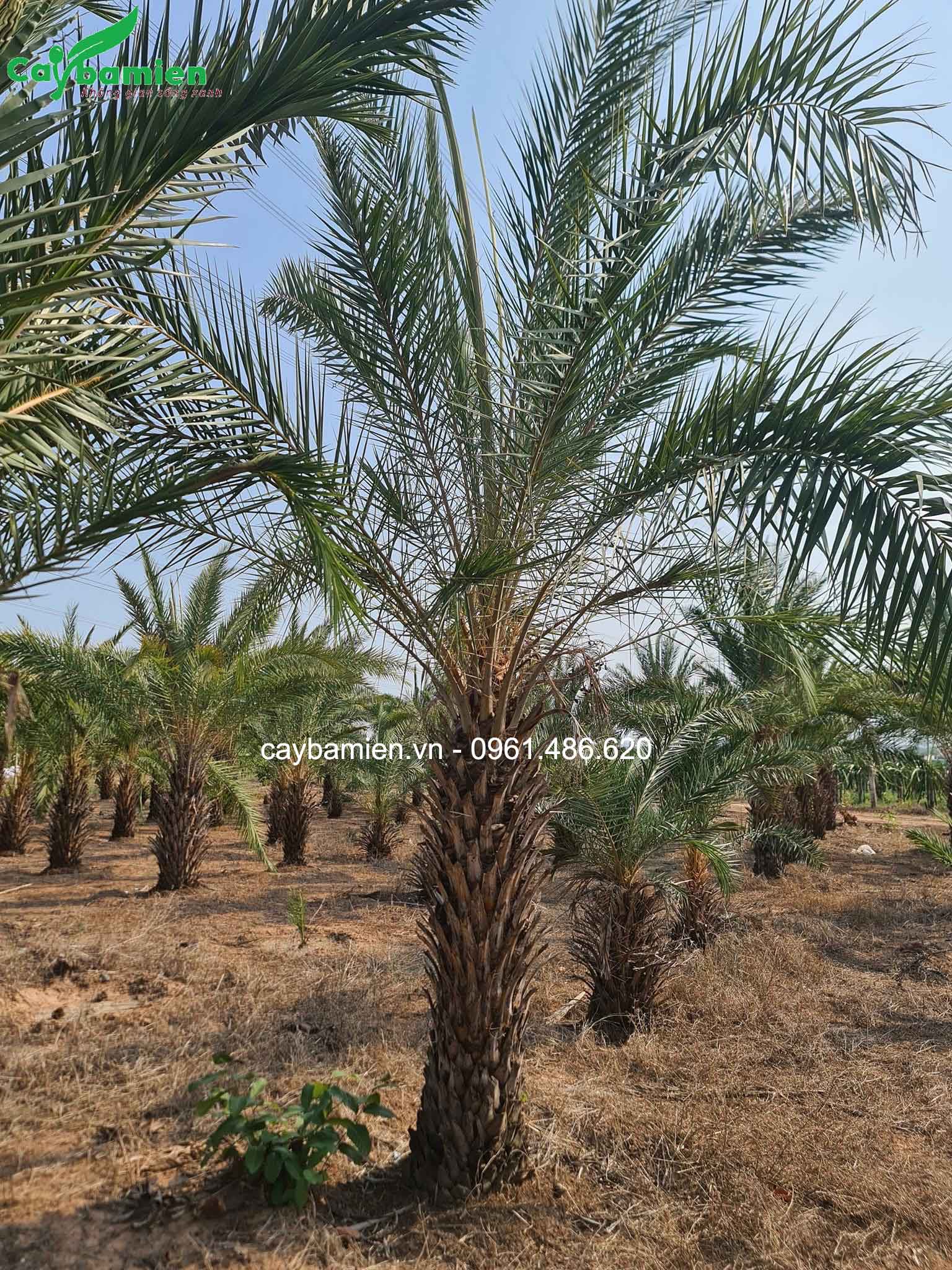 Chà là cảnh Ấn Độ