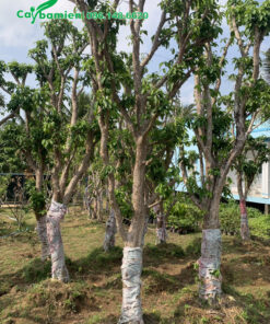 Quét vôi thân cây Dâu Da Đất để phòng trừ sâu bệnh