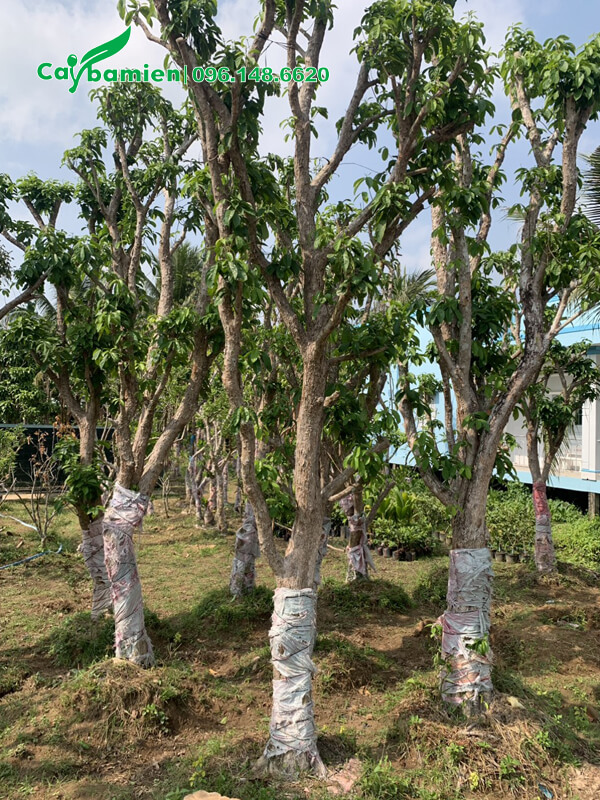 Quét vôi thân cây Dâu Da Đất để phòng trừ sâu bệnh