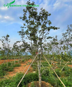 Chống cọc cho vườn cây Hồng Giòn mới trồng