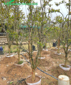 Lựu công trình nhỏ, đk gốc 8cm