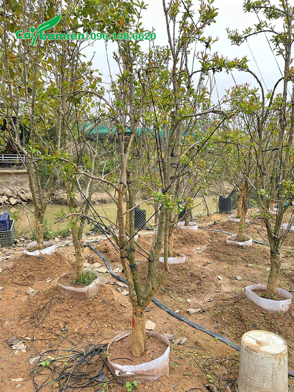 Lựu công trình nhỏ, đk gốc 8cm