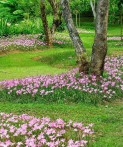 Vườn hoa tóc tiên