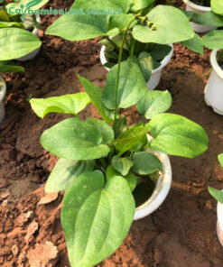 Cây giống Bách Thủy Tiên mới trồng trong chậu cảnh