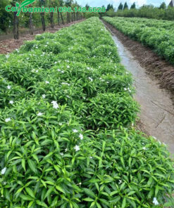 Vườn cây giống Mai Vạn Phúc