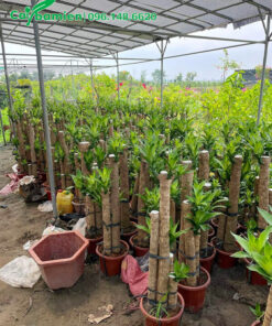 Vườn trồng và bán cây Thiết Mộc Lan hàng trăm chậu