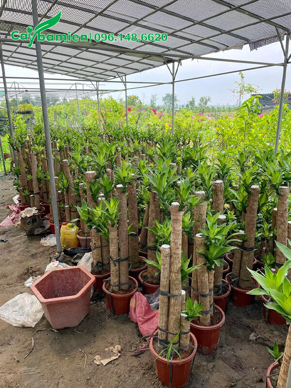 Vườn trồng và bán cây Thiết Mộc Lan hàng trăm chậu