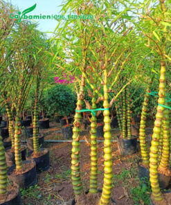 Vườn Trúc cao gần 2m, tán đẹp, thân 3 với khoảng cách sắp xếp cực đều