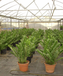 Vườn ươm cây kim tiền