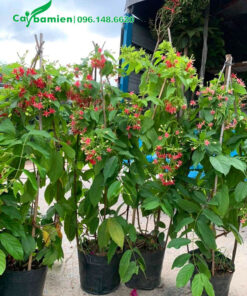 Những cây sẵn hoa, cao gần 1m, chuẩn bị xếp lên xe