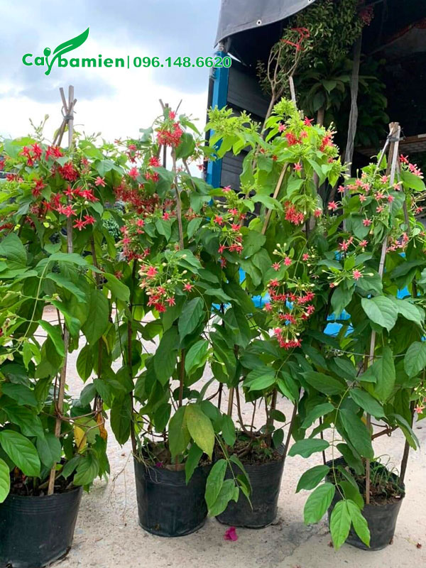 Những cây sẵn hoa, cao gần 1m, chuẩn bị xếp lên xe