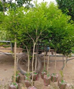 cây nguyệt quế thoát thân 1m cao đẹp tán tròn