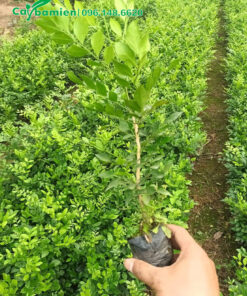 Cây giống giâm cành cao 30cm
