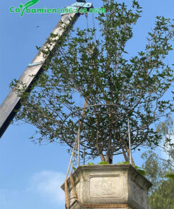 Nhấc chậu cây hoa Mộc Hương lâu năm lên thùng xe bằng cần cẩu