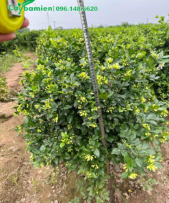 Cây cao 90cm, nụ ra khắp các tán cành