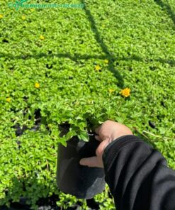 Hàng trăm chậu cỏ Xuyến Chi trưởng thành