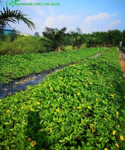 Thăm vườn cây giống cúc Xuyến Chi