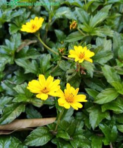 Hình ảnh cây cỏ xuyến chi đẹp