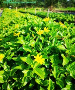 Sắc hoa vàng rực rỡ của Cỏ Xuyến Chi