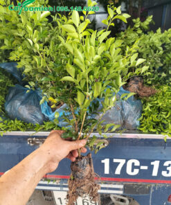 Cây giống nguyệt quế cao 25cm đạt điều kiện xuất vườn