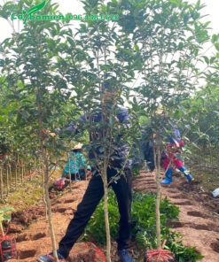 Mộc Hương cao 2m5, hàng đánh thẳng chất lượng