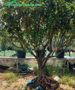 Cây hoa Nguyệt Quế vanh 30cm