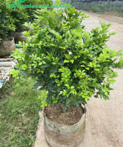 Nguyệt quế nguyên bầu cao 50cm