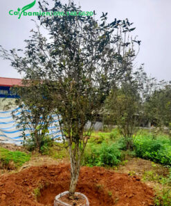 Cây hoa mộc đẹp, hàng đánh thẳng, chiều cao 2 - 3m