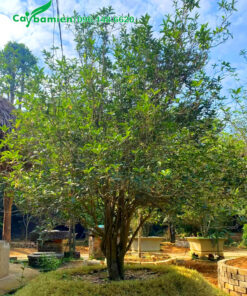 Cây Mộc Hương cổ thụ đường kính gốc hơn 10cm