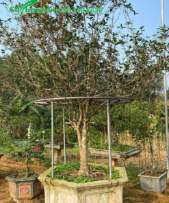 Mộc Hương Ta hoa vàng đường kính gốc 8 - 10cm