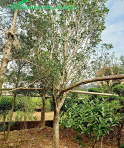 Vườn cây mộc hương tàu đường kính 15cm