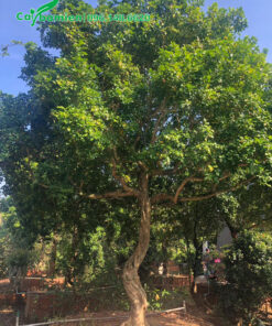 Nguyệt Quế cao hơn 2m, đường kính gốc gần 20cm