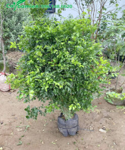 Một cây hoa nguyệt quế đánh thẳng, cao 80cm