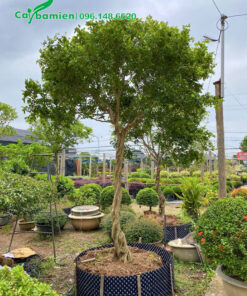 Quây bầu nổi dâm ủ cây Nguyệt Quế cao gần 2m