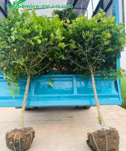 Đưa cây nguyệt quế công trình lên xe tải