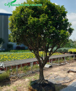 Chiều cao khoảng 1m5, đường kính gốc khoảng 15cm