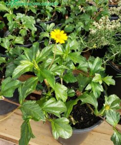 Cây giống cỏ Xuyến Chi giâm cành