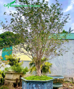 Chậu cây mộc hương cảnh chiều cao 2m