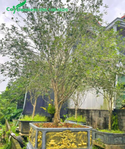 Chậu cây cảnh mộc hương lâu năm cao 3m