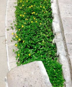 Cỏ xuyến chi giá rẻ