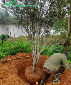 Đánh bầu cây mộc hương lâu năm, đường kính gốc 5 - 7cm