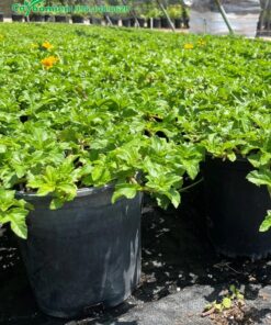 Những chậu hoa cúc bò đẹp