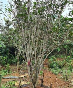 Mộc hương dâm ủ