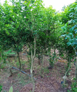 Cây nguyệt quý lâu năm tại nhà vườn Cây Ba Miền