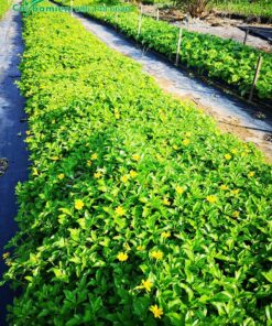 Cỏ Xuyến Chi giống gieo hạt