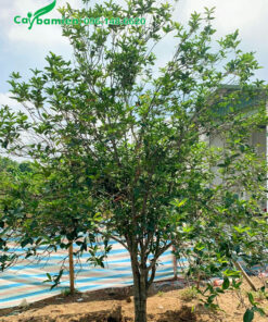 Cây Mộc Hương Ta đường kính gốc 5 - 7cm