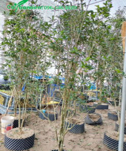 Mộc hương ta dâm ủ