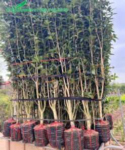 Cây hoa mộc ta cao hơn 2m